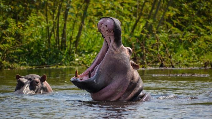 Wildlife and river scenery in Rusizi National Park Burundi