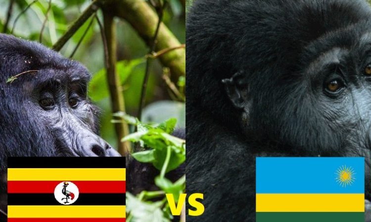 Mountain gorilla trekking comparison between Rwanda and Uganda in East Africa