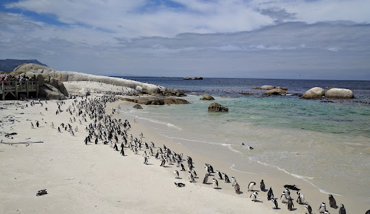 South Africa 10 day itinerary with Cape Town, Garden Route, and safari inspiration