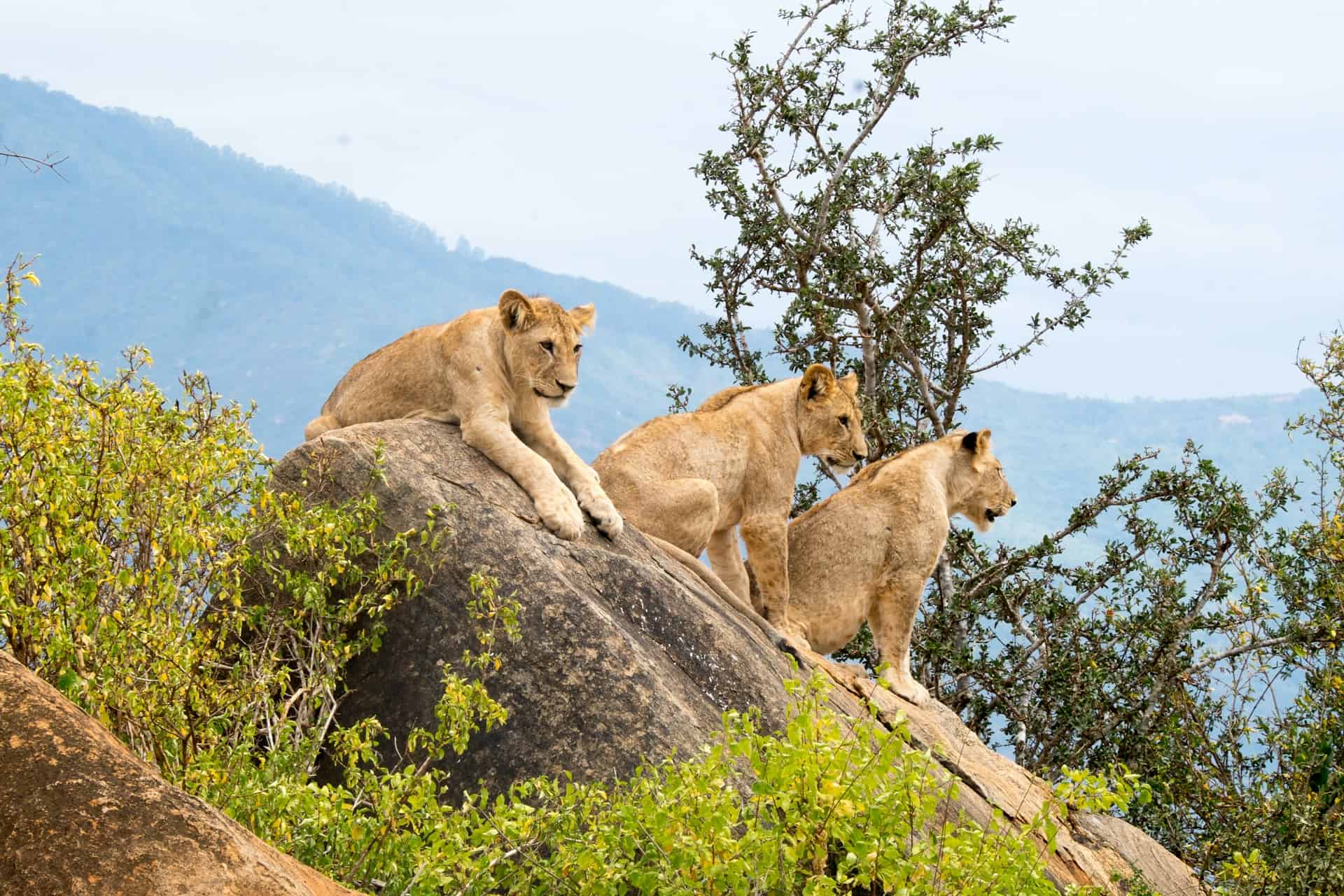 Safari landscape in Tsavo National Park Kenya