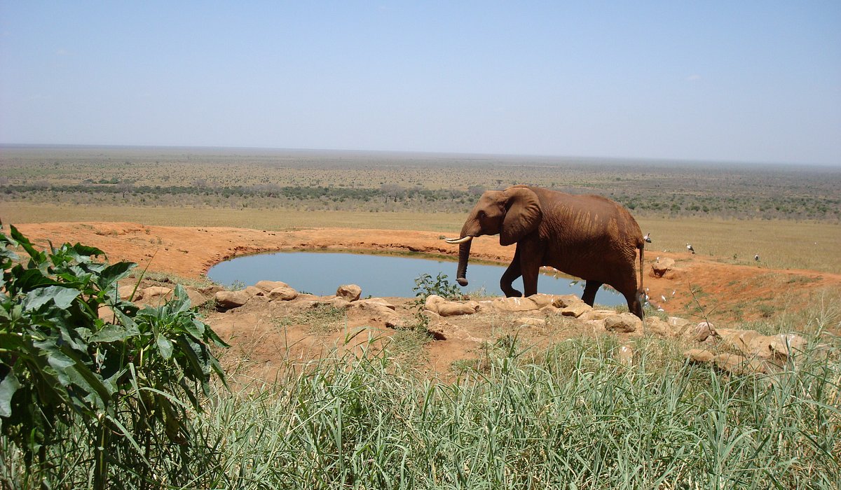 Tsavo safari landscape with wildlife and scenic views in Kenya