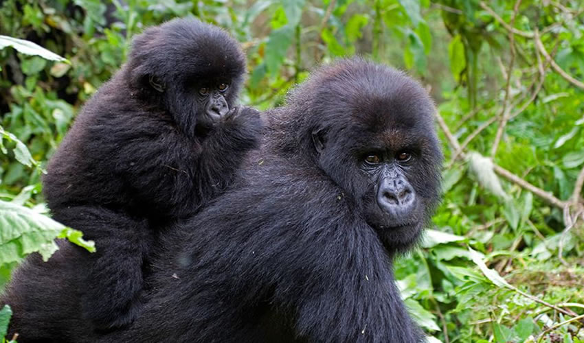 Uganda gorilla safari with forest trekking, wildlife, and scenic safari atmosphere