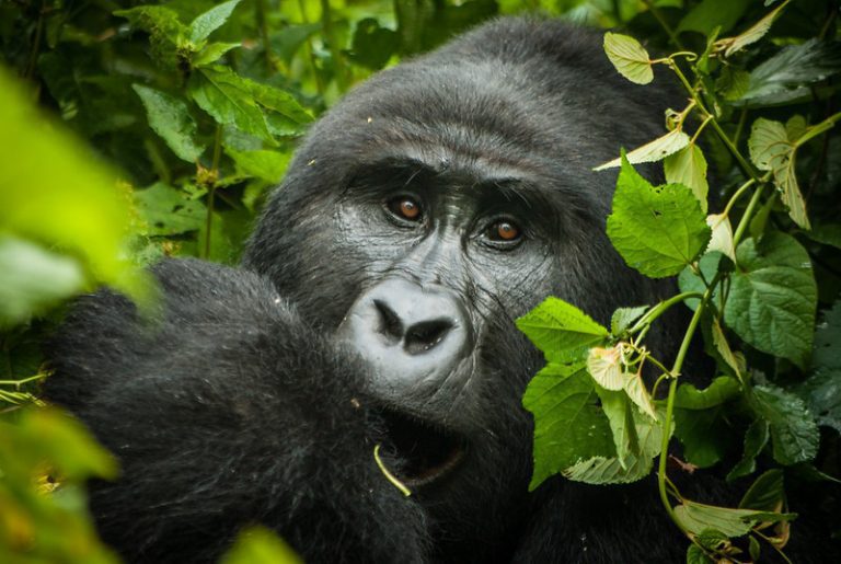 Uganda gorilla trekking planning concept with forest travel and budgeting atmosphere
