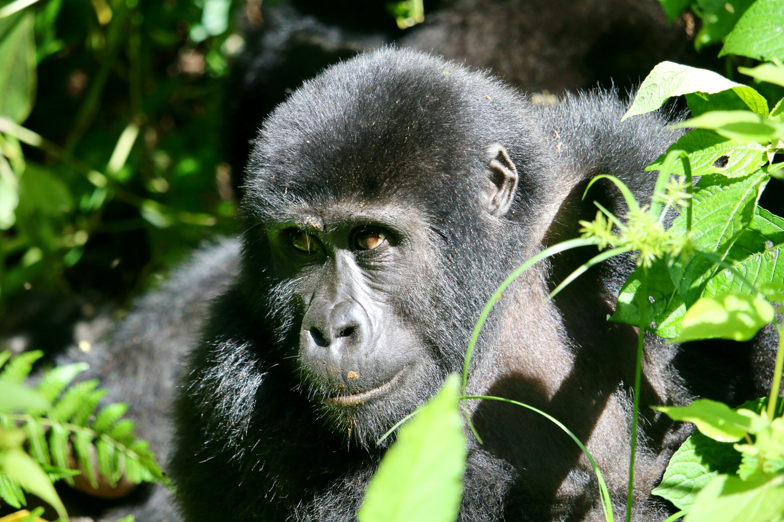 Uganda gorilla trekking experience in a lush forest landscape