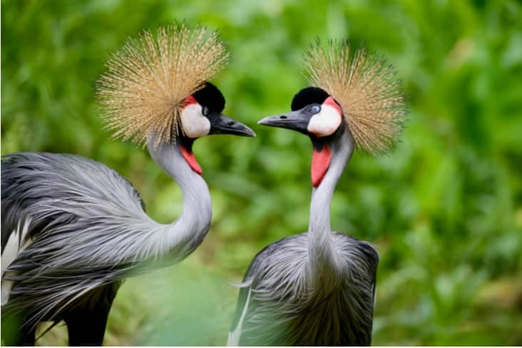 Uganda travel highlights with wildlife, forests, scenic landscapes, and river travel atmosphere