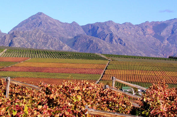 Cape Winelands with vineyards, mountain scenery, and elegant South Africa wine estate atmosphere